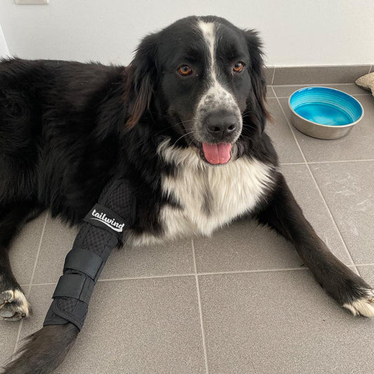 Making Memories with a Knee-Braced Pup