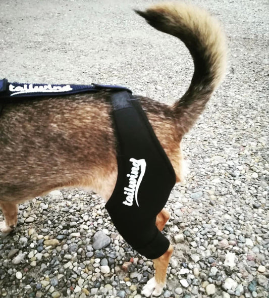 The Role of Knee Braces in Your Dog's Wellbeing