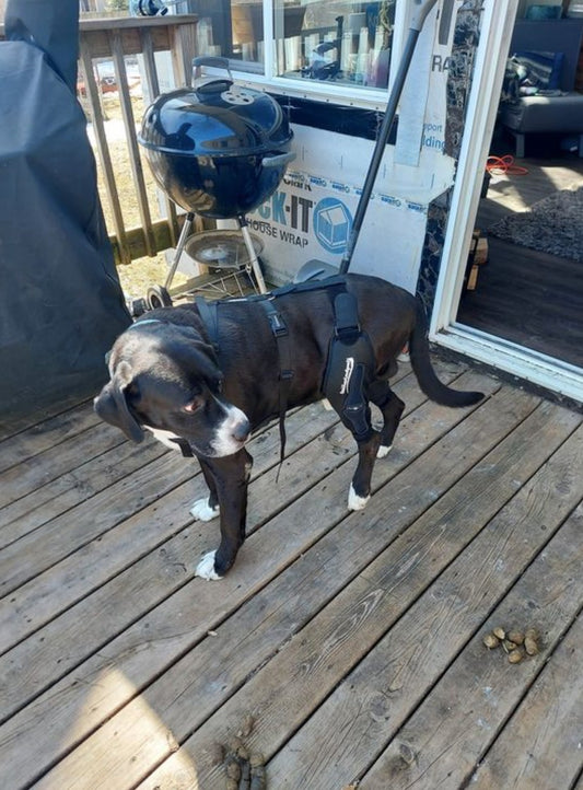 How a Luxating Patella Dog Brace Can Help Your Pup