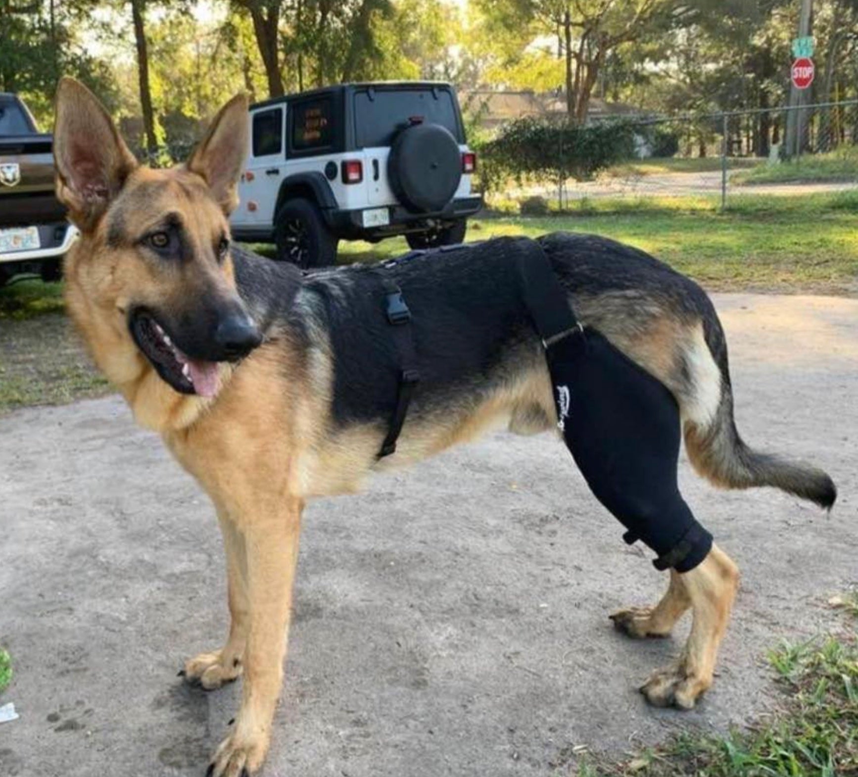 What happens if a Dog ACL Tear goes untreated Preventing Further Dam