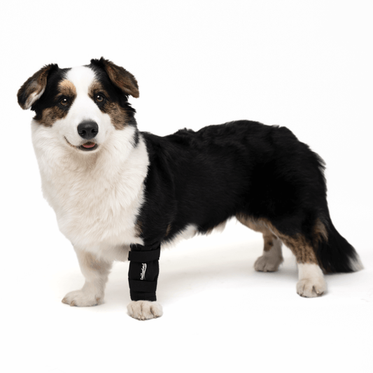 Die Tailwind Karpalbandage für Hunde ist da!