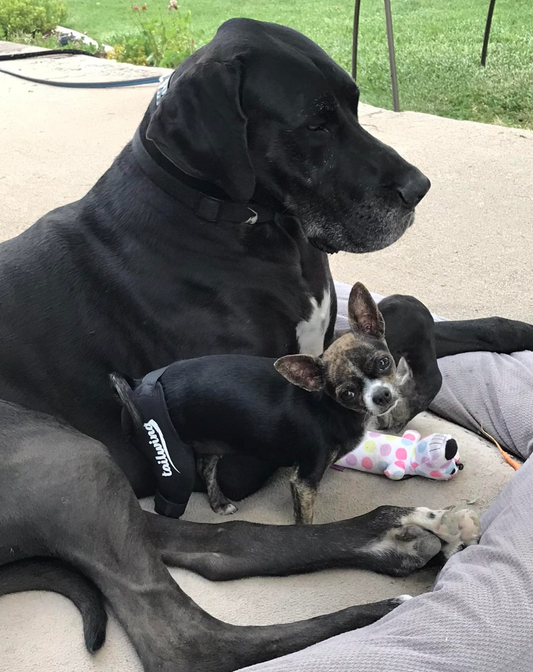 How Knee Braces Can Restore Your Dog's Joints