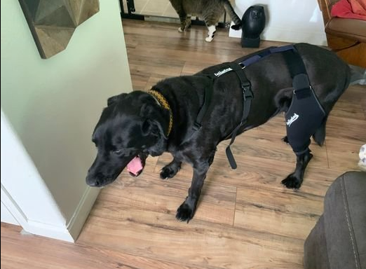 A Closer Look at Double Knee Braces for Canines