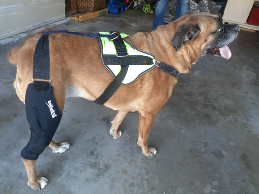 Tackling Dog Knee Issues with Braces