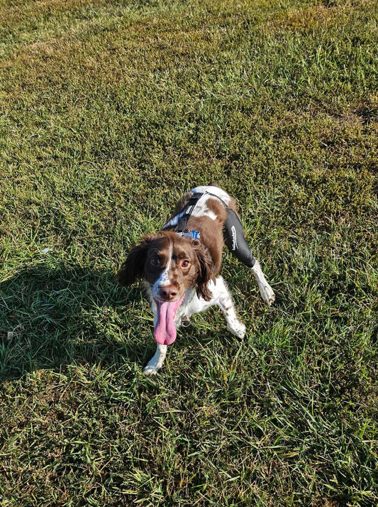 Comprehensive Guide to ACL Knee Braces for Dogs