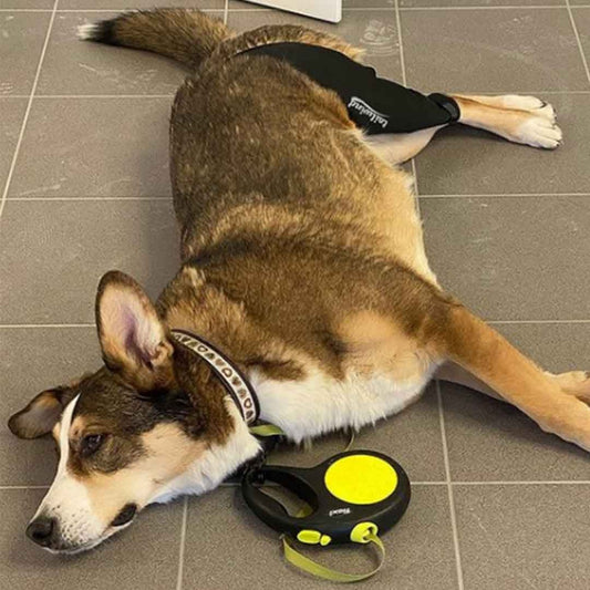 Vet Recommended Dog Knee Brace for Joint Support