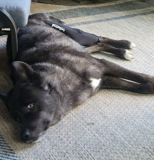 Can a dog knee brace be used before TPLO surgery to relieve pain and support the joint?