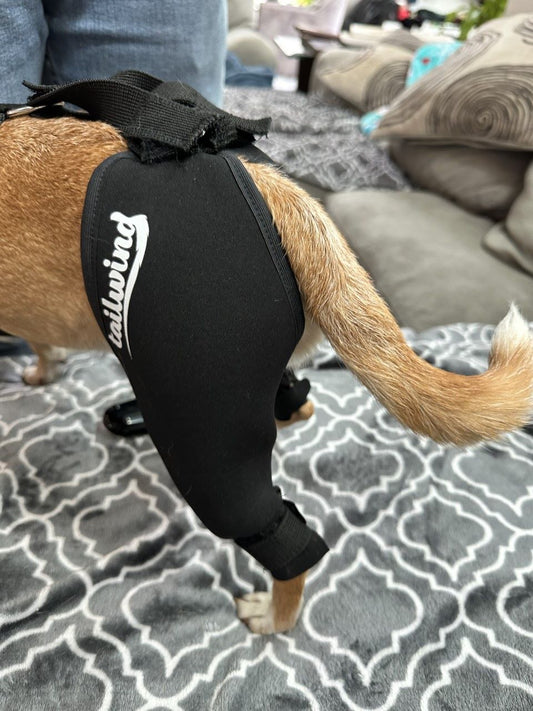 Tips for Choosing the Best Dog Brace