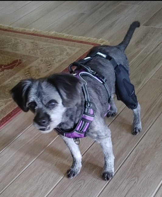 Dog Knee Brace Amazon Buying Guide for Pet Owners