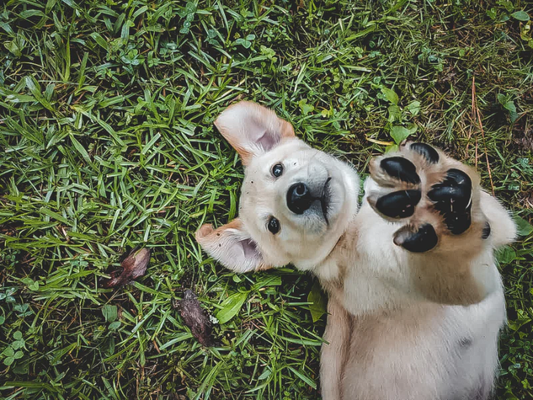 How To Be Eco-Friendly And Use Sustainable Dog Products?