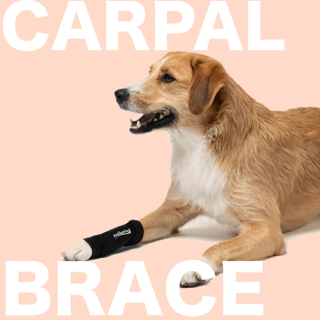 Tailwindpets Carpal Brace Labrador