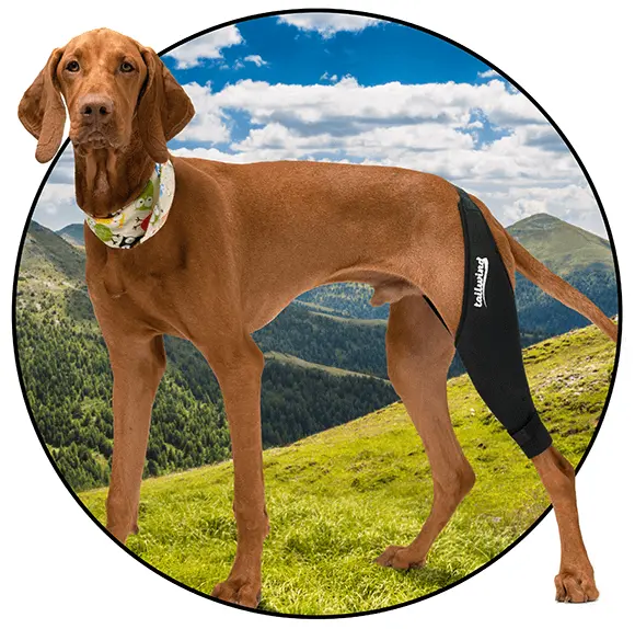 Tailwindpet Dog Knee Brace