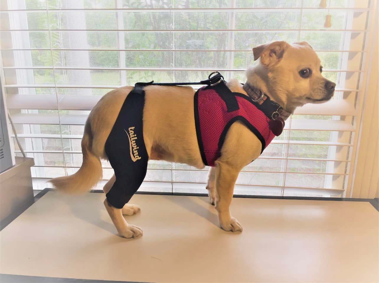 Knee Brace for Dogs - Cruciate Support