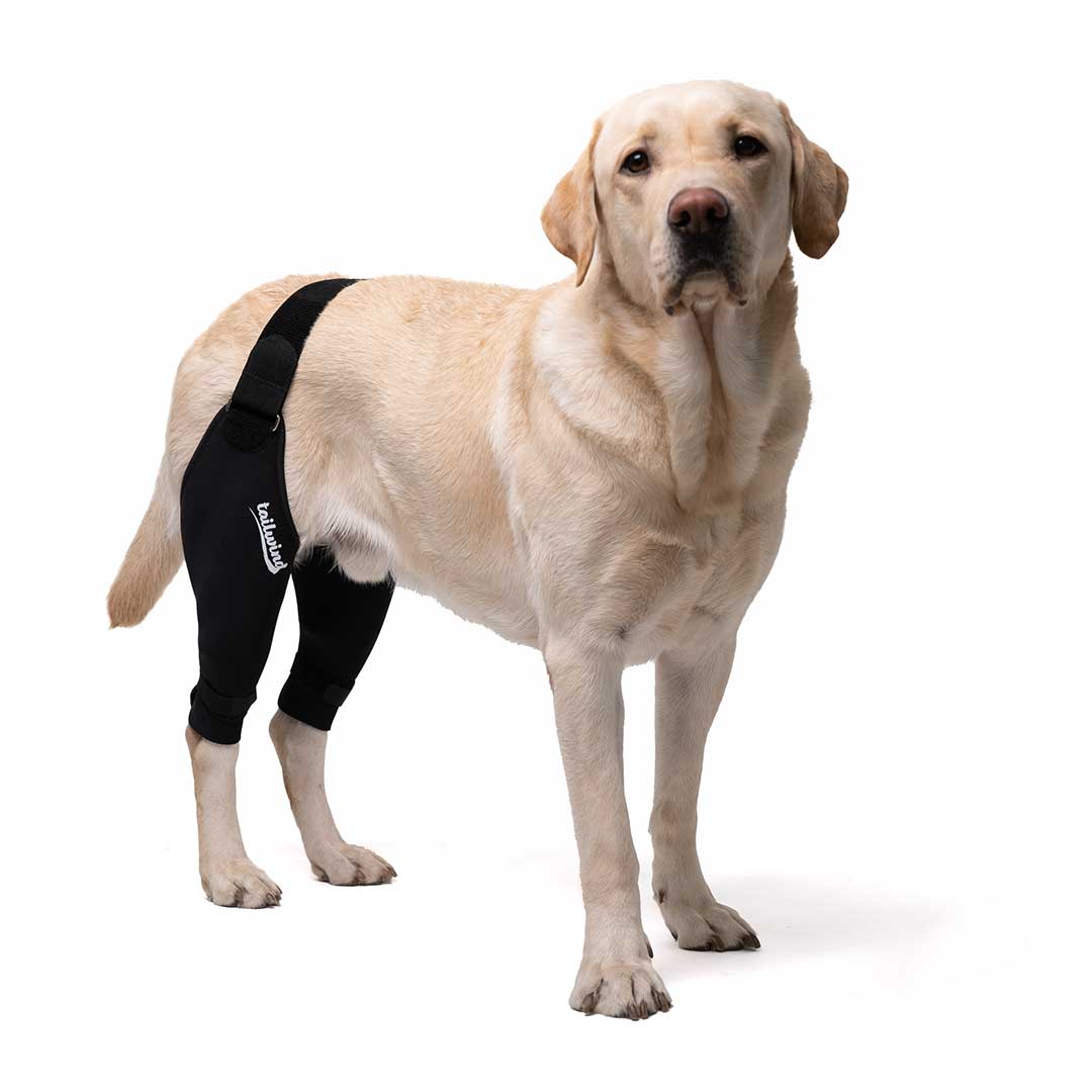 Double Dog Knee Brace - Cruciate Support & Pain Relief – Tailwindpets