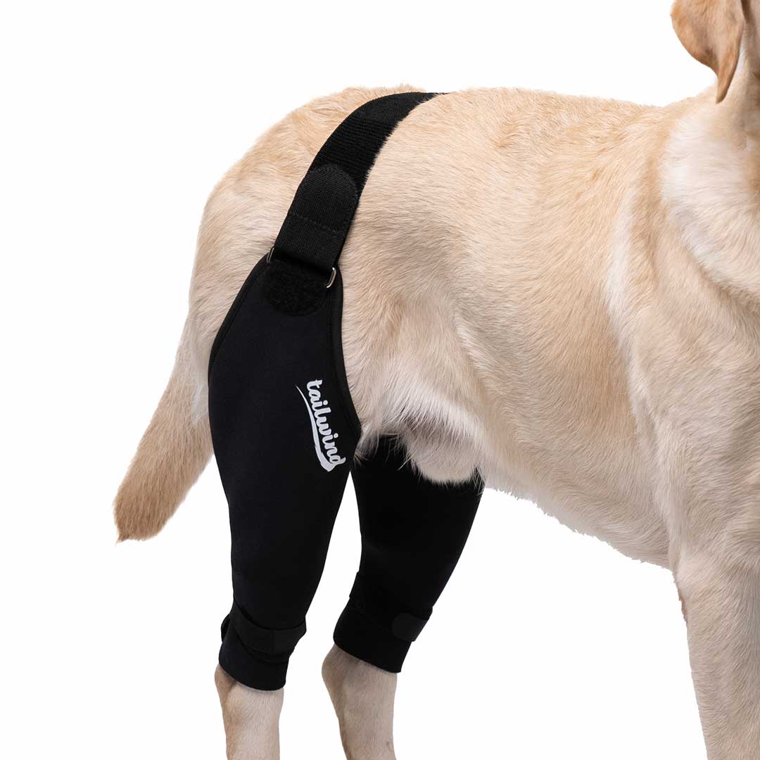 Double Knee Brace for Dogs - Cruciate Support & Pain Relief