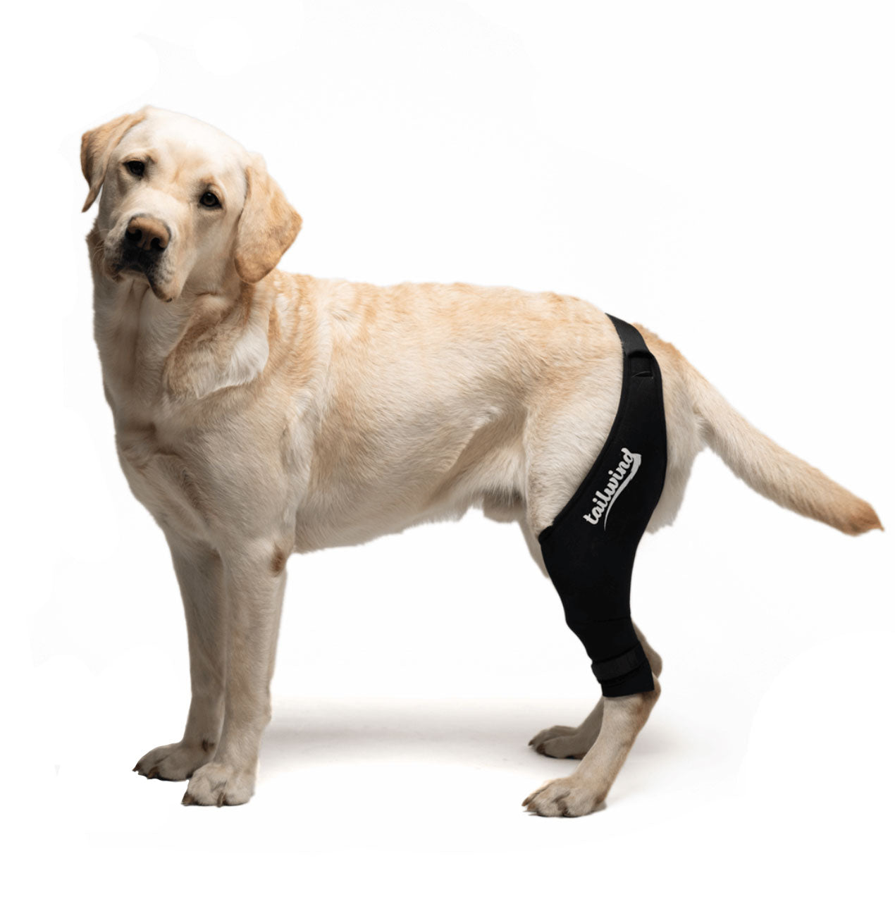 Dog Knee Brace