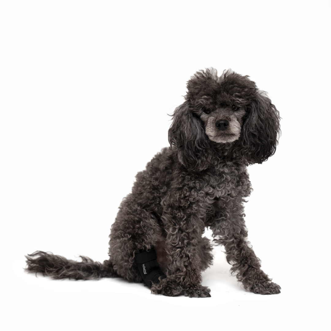 Hock Wrap for Dogs - Joint Protection