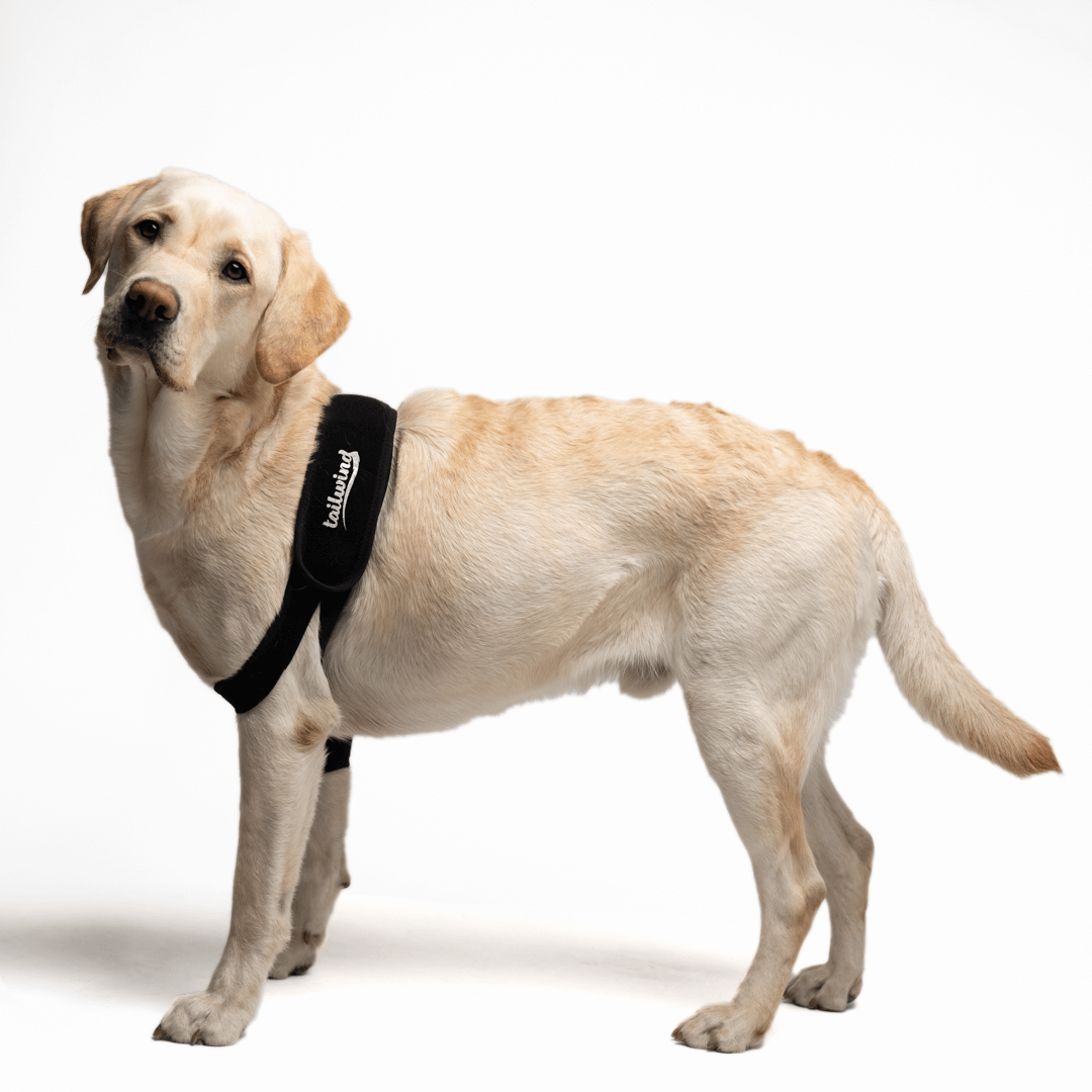 Elbow Brace for Dogs - Improves Mobility (Joint Support)