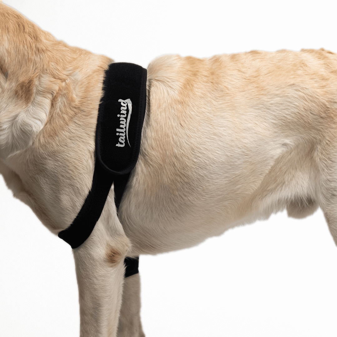 Custom Elbow Brace for Dogs - Increases Recovery (Front Leg Support)