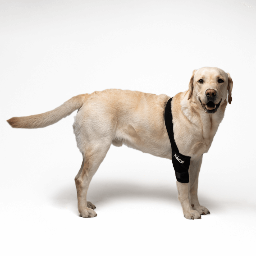 Custom Elbow Brace for Dogs - Increases Recovery (Front Leg Support)