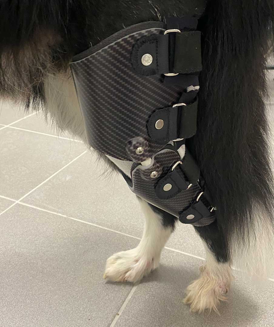 Knee Brace Orthoses for Dogs - Cruciate Support