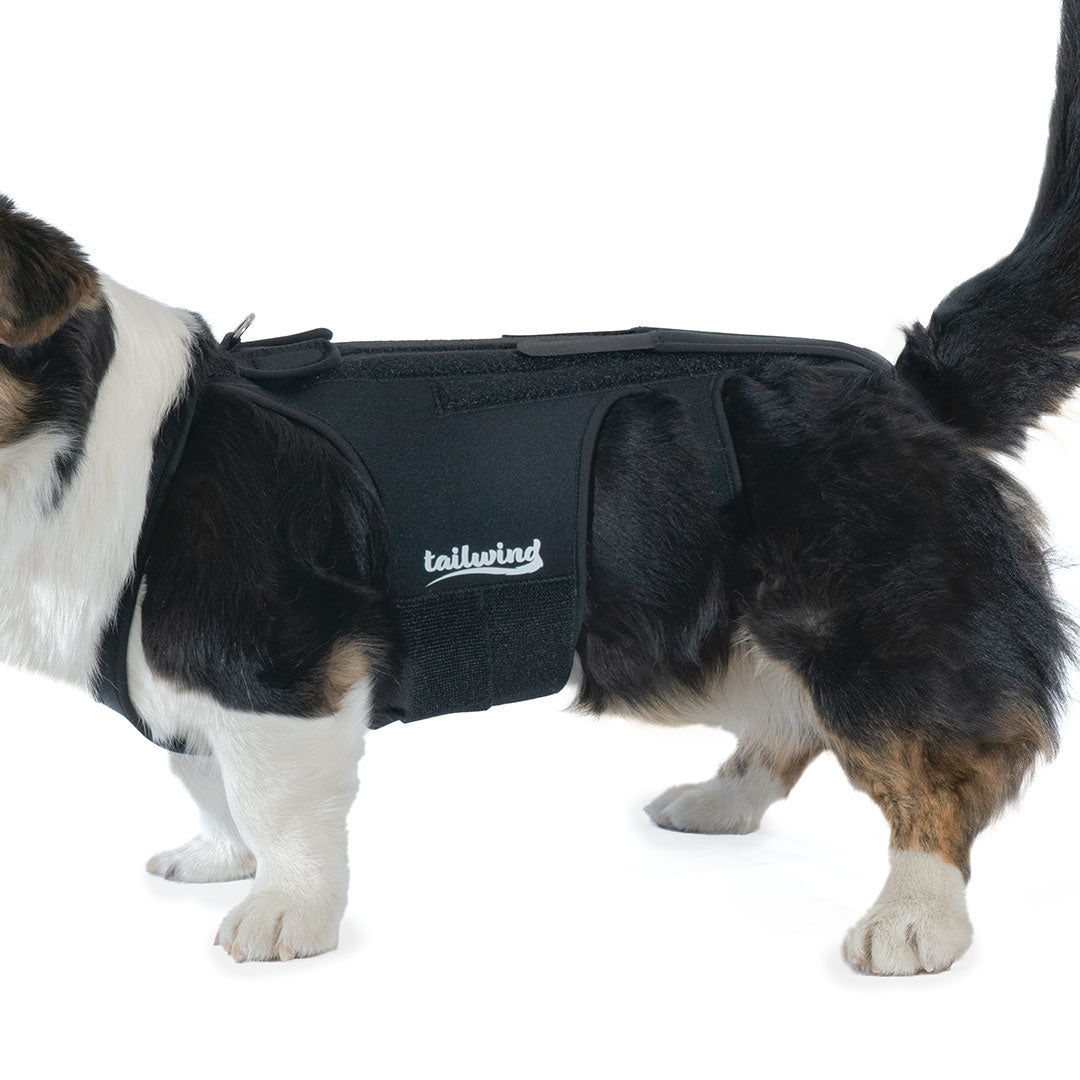 Back Brace for Dogs