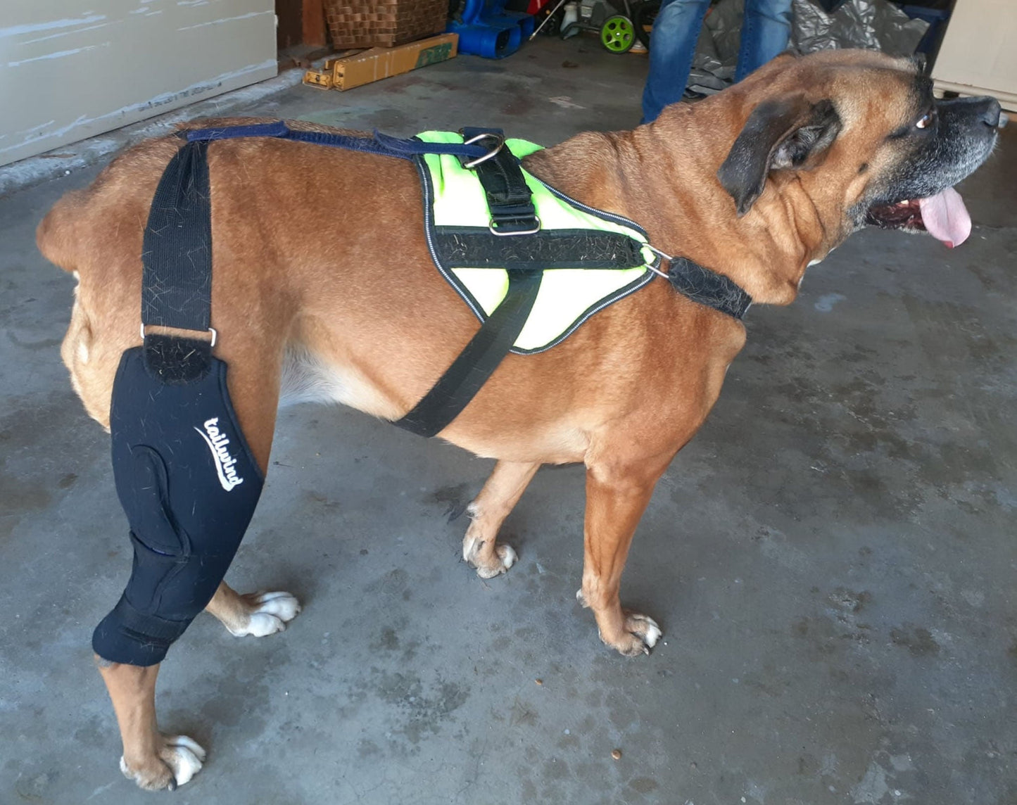 Hinged Knee Brace for Dogs - Cruciate Support and Improved immobilization