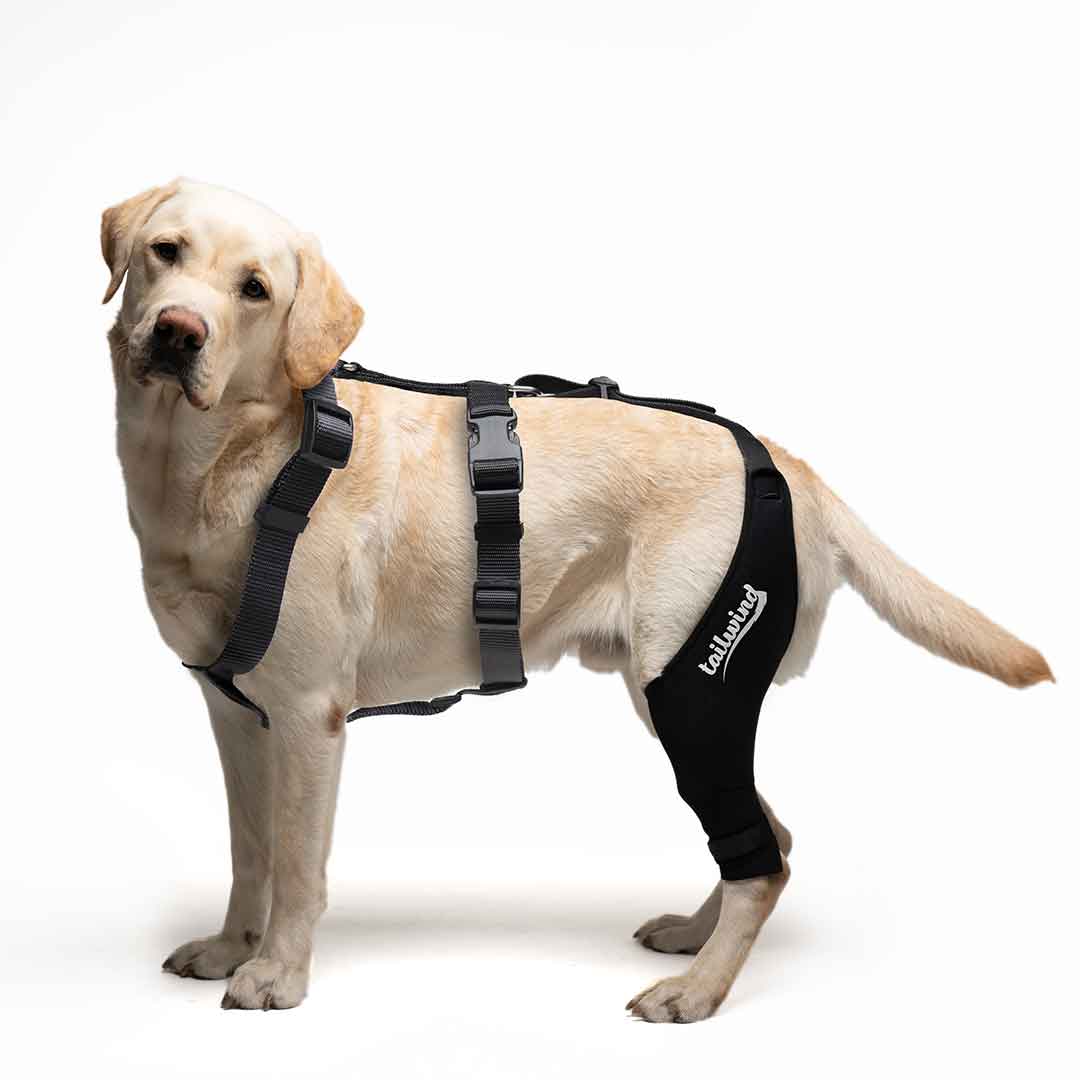 Knee Brace for Dogs - Cruciate Support