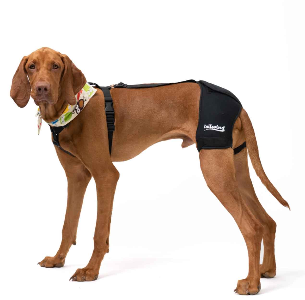 Hip Brace for Dogs