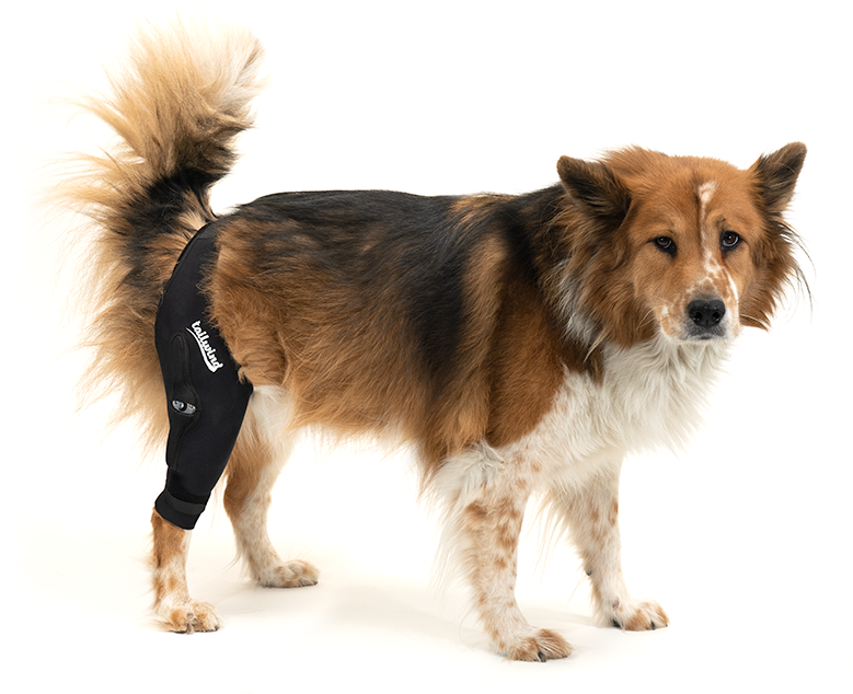 Hinged Knee Brace for Dogs - Cruciate Support and Improved immobilization