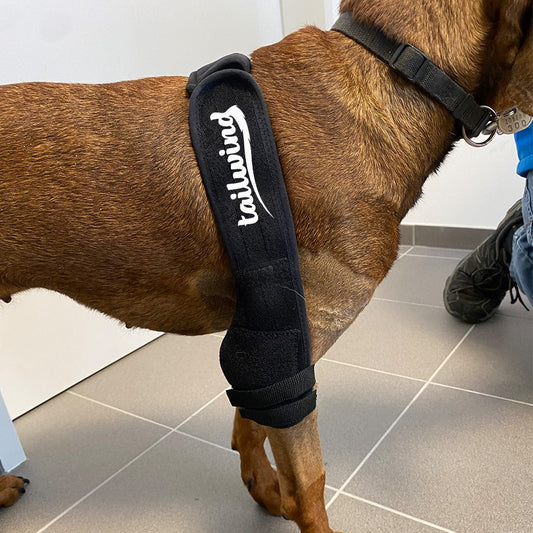 Are Knee Braces Safe for Active Dogs?
