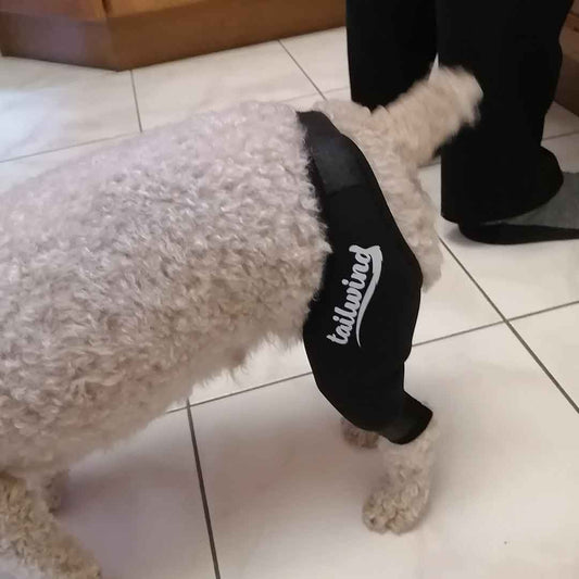 The Vet-Backed Benefits of Hinged Dog Knee Braces