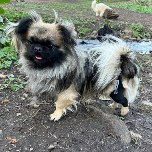 Should I wrap a dog's leg with a torn ACL?