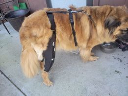 Tips for Integrating Dog Knee Braces into Daily Life