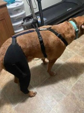 How Dog ACL Wraps Aid in Rehabilitation