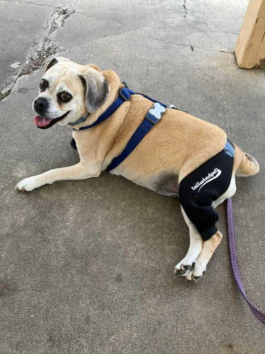 Why Your Dog May Be Suffering from Knee Pain and What to Do About It