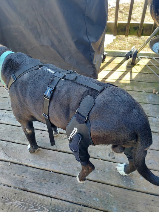 Unveiling the Secrets of Effective Dog Knee Bracing