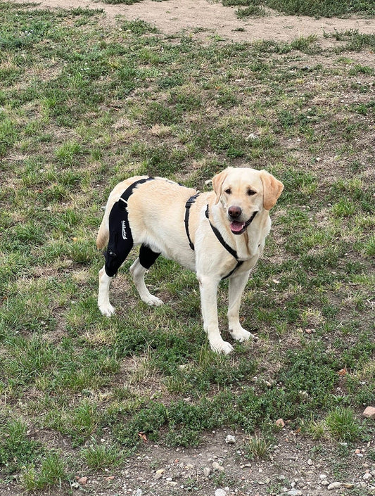 Why Dog Owners Trust TailwindPets for Knee Support