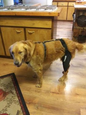 Exploring the Benefits of Canine Knee Braces