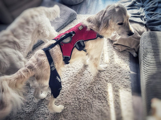 Nurturing Dog Joints with the Right Brace