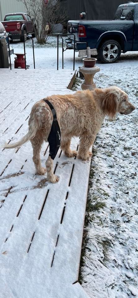 Top 5 Dog Knee Braces for Large Breeds with ACL or Leg Injuries