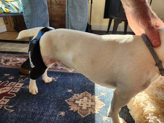 How Dog Knee Braces Support Joint Health and Prevent Future Injuries