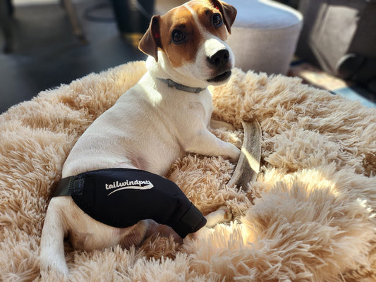 When Is Surgery NOT the Best Option for Dog ACL Tears?