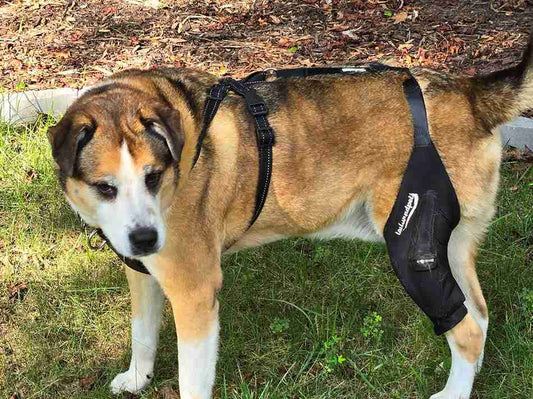 Early Signs of Leg Injuries and How Dog Knee Braces Can Help