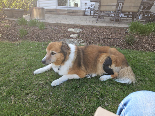 What if I can't afford ACL surgery for my dog?