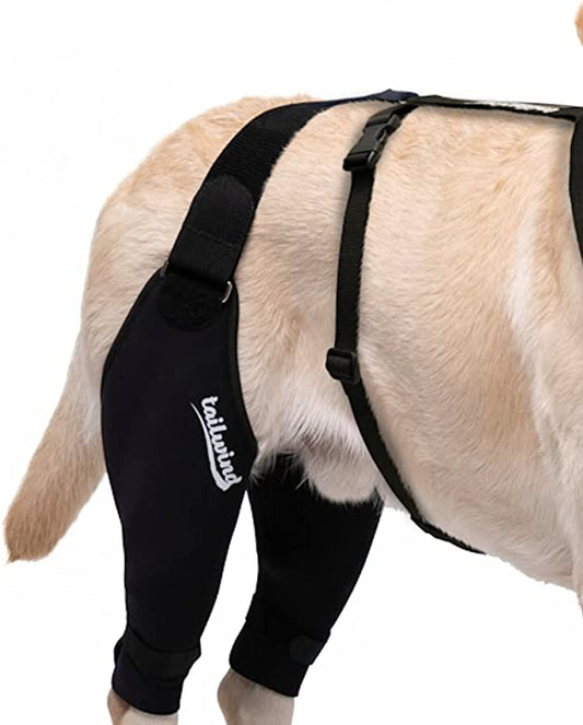 The Best Dog Knee Braces of 2023: Ranked by Veterinarians