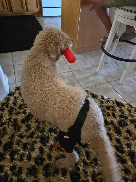 The Hidden Risks of Ignoring Dog Knee Injuries