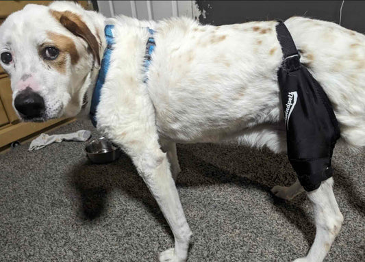 Can a dog's knee ligament heal itself?