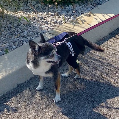 How do you stabilize a dog’s knee?