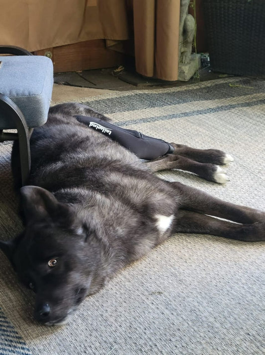 How to Support Your Dog During ACL Recovery at Home